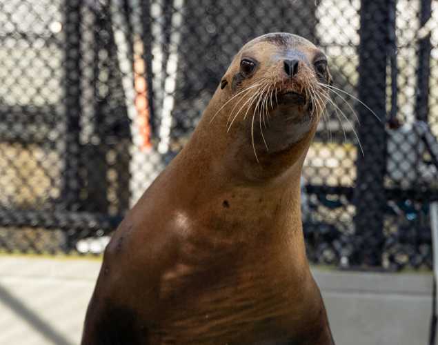 California sea lion
