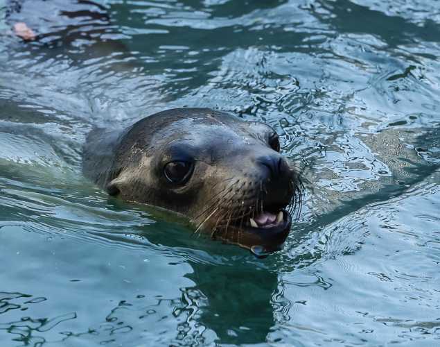 California sea lion Sgtpepper