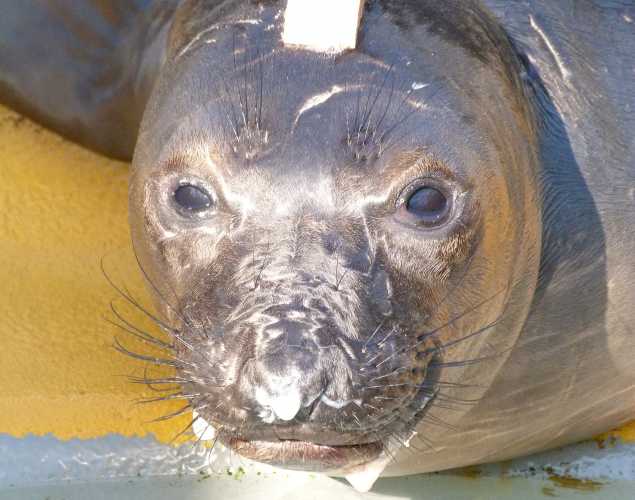 northern elephant seal Avtlan