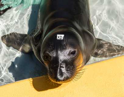elephant seal Spooner