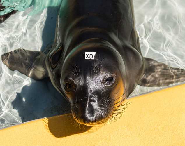 elephant seal Spooner