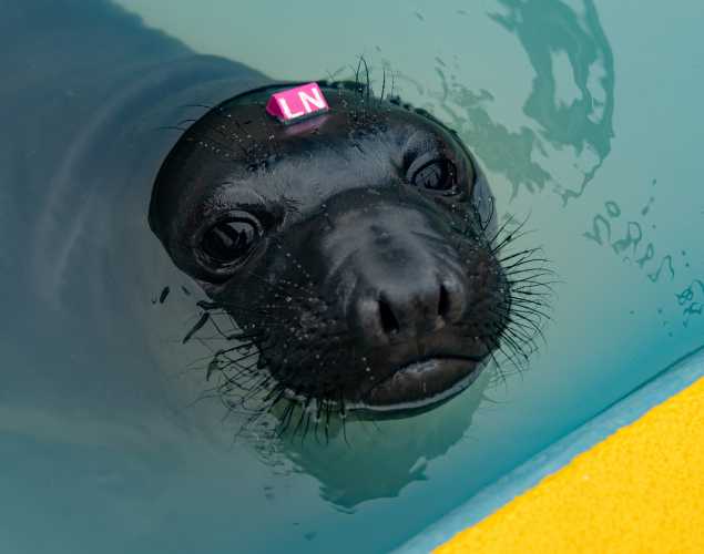 northern elephant seal Jadu