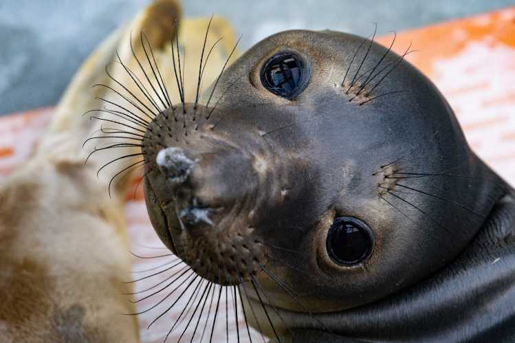 A northern elephant seal pup looks up.