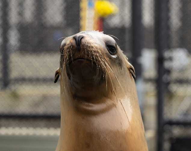 California sea lion Monstro