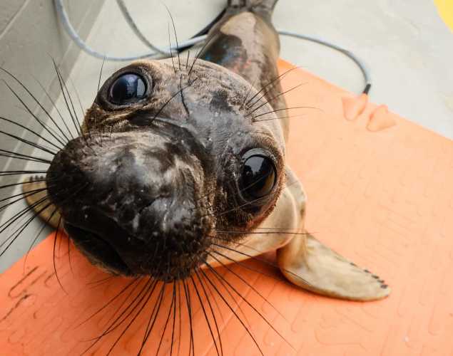 elephant seal Ophelia