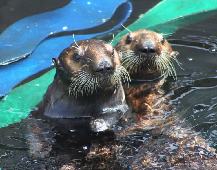 sea otters Langly and Sprout