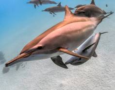 pod of spinner dolphins underwater