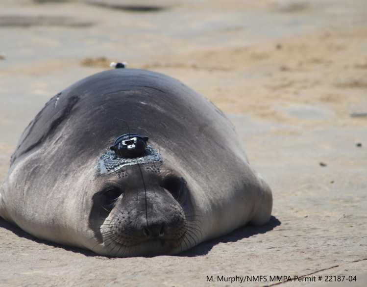An elephant seal with a satellite tag on its head attached with a mesh patch.