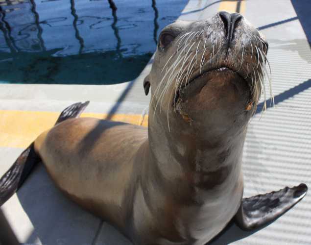 California sea lion Armstrong
