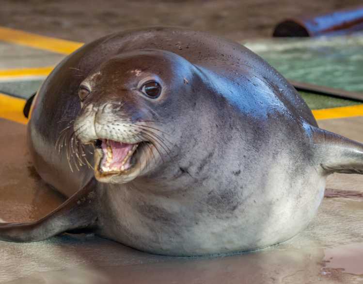 Hawaiian monk seal Mo'o