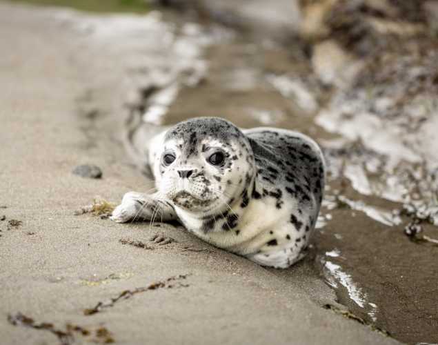 Harbor seal pup resting on the beach