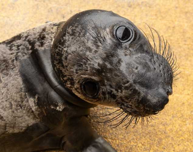 northern elephant seal Cutiepie