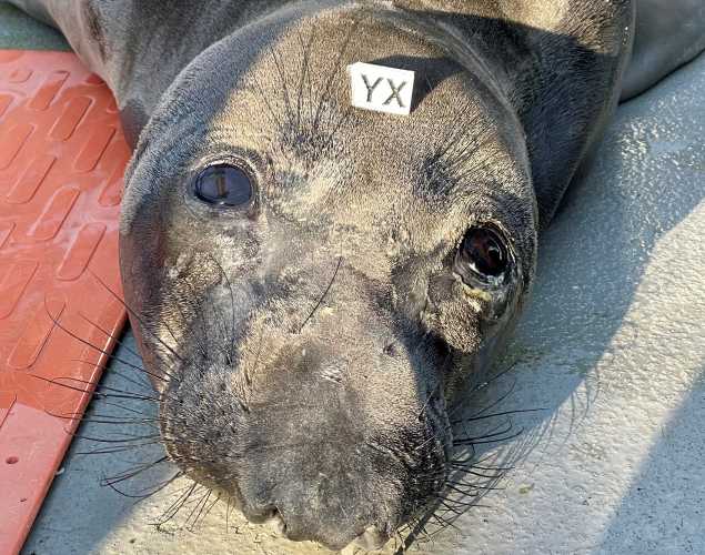 northern elephant seal Yubby
