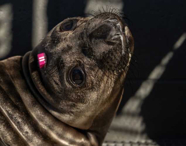 Northern elephant seal pup