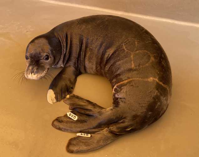 Hawaiian monk seal WQ08