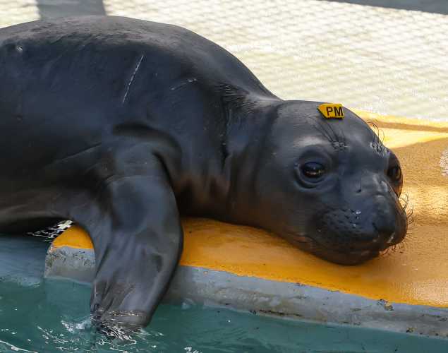 northern elephant seal Buckingham