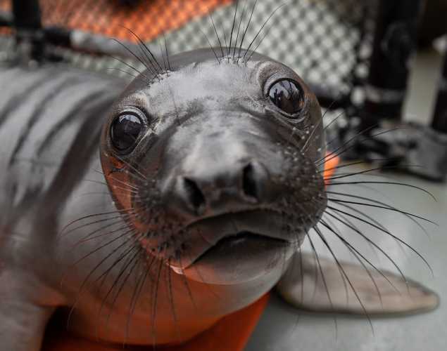 northern elephant seal Lupine