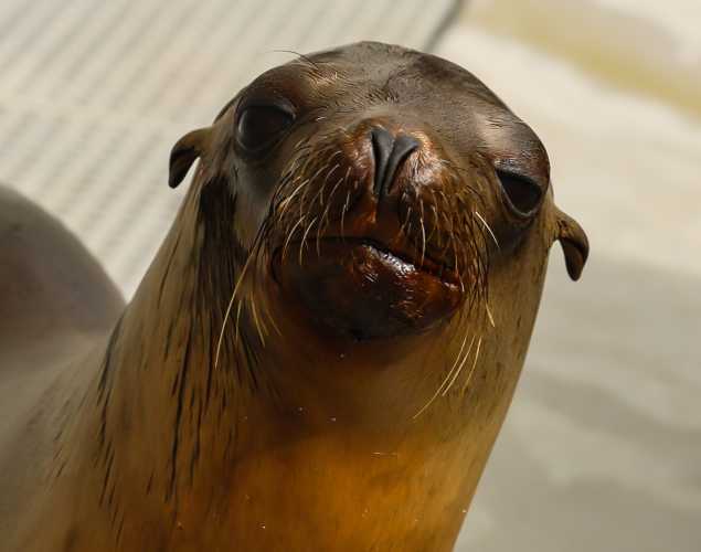 California sea lion Miggy