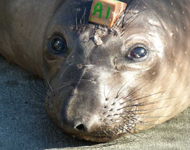 northern elephant seal Brazelee