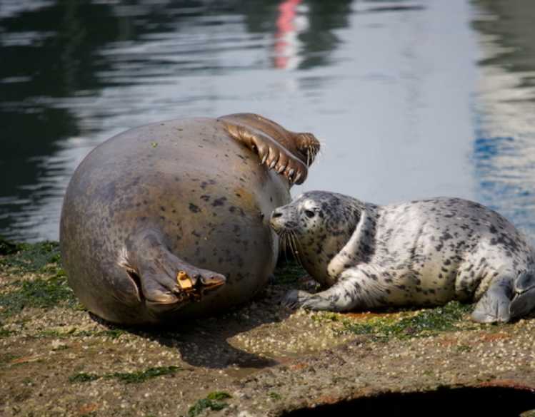 A seal pup and mother close together on a sandy beach during harbor seal pupping season.
