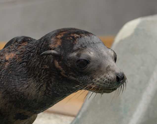 California sea lion Icey