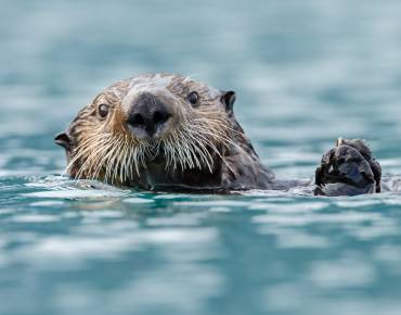 Sea otter