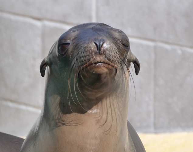 California sea lion Tacoma