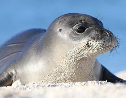 Hawaiian monk seal on a sandy beach