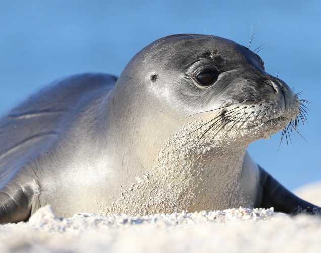 Hawaiian monk seal on a sandy beach