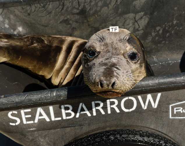 elephant seal Auburn