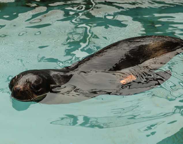northern fur seal Shortcake