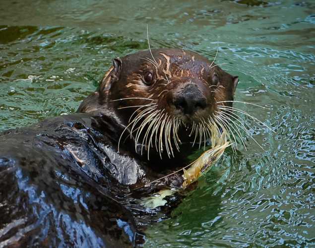 southern sea otter Agua
