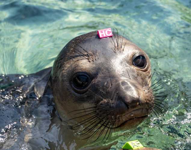 elephant seal mercury