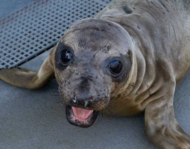 northern elephant seal Grapple