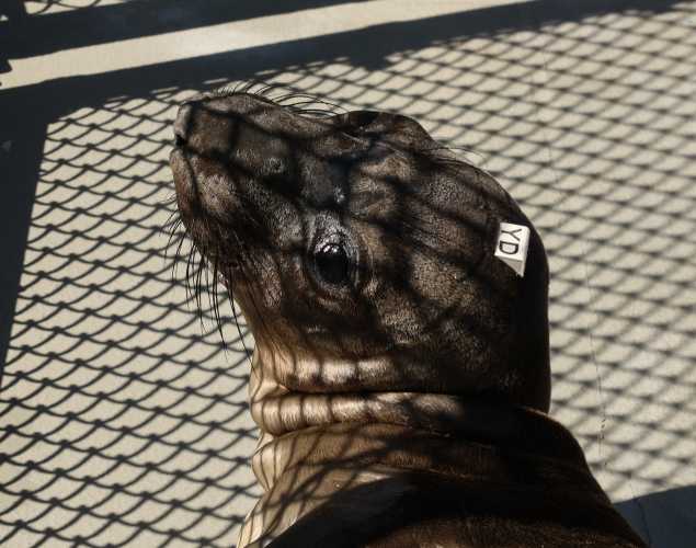 elephant seal Drikerius