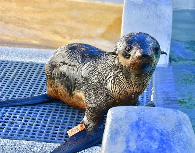 northern fur seal Eddiebaum