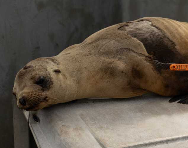 California sea lion redrocks
