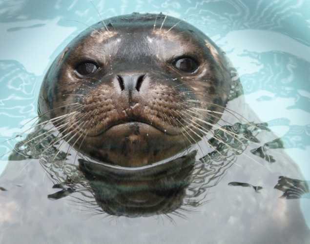 harbor seal Lupita