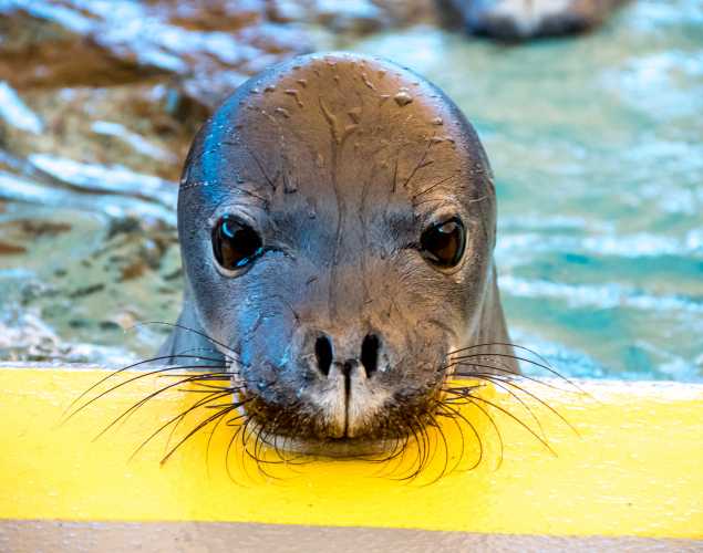 Hawaiian monk seal Pearl