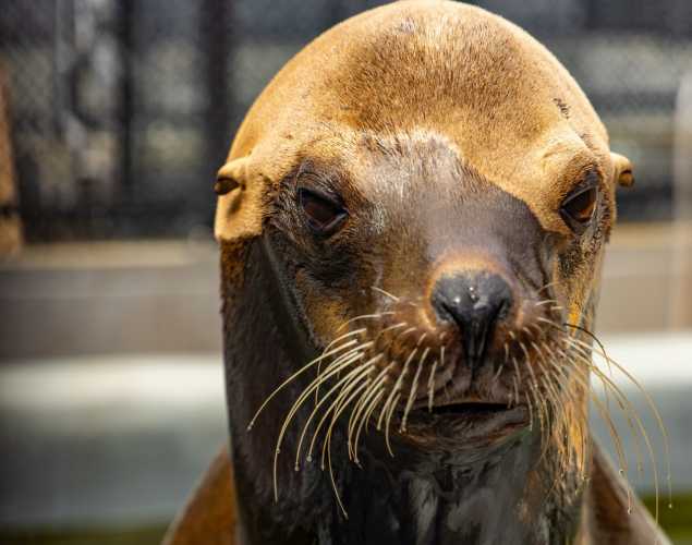 California sea lion Groveacher