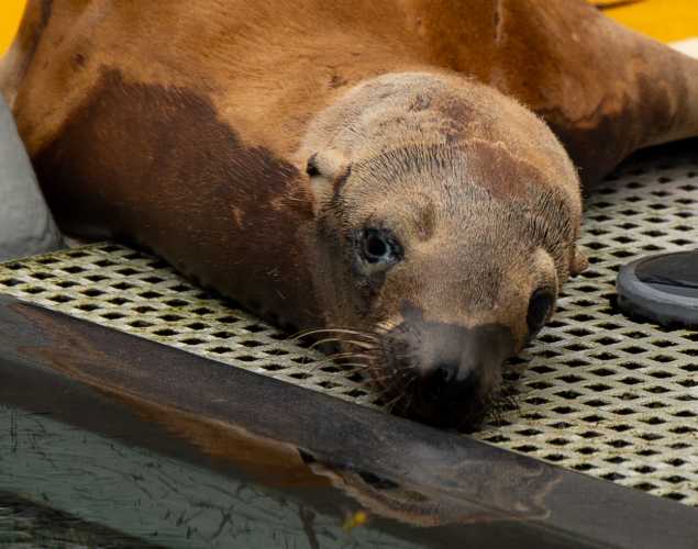 California sea lion Lilsun