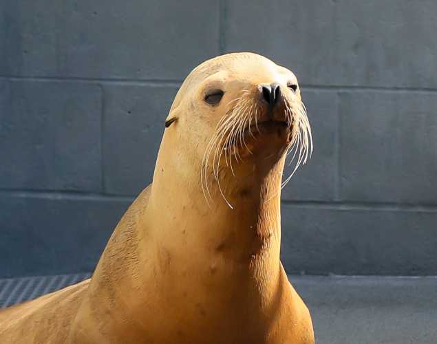 California sea lion Shimmy