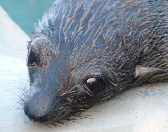 Guadalupe fur seal Hermit