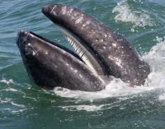 gray whale with mouth open above water