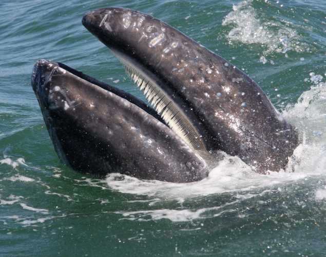 gray whale with mouth open
