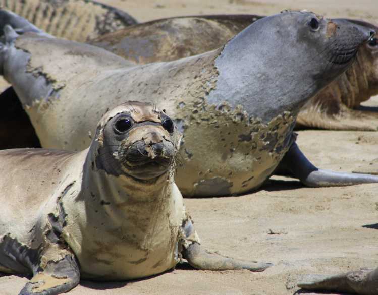 Elephant seals on the Chimney Rock rookery in California have partially shed their skin and fur.