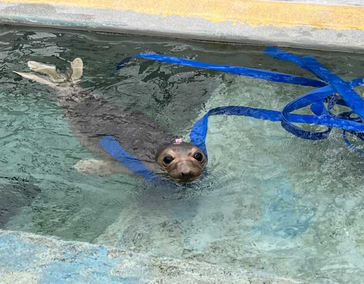An elephant seal pup swims in a rehabilitation pool and interacts with blue imitation kelp enrichment.