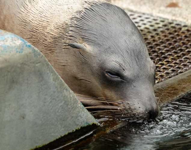 California sea lion