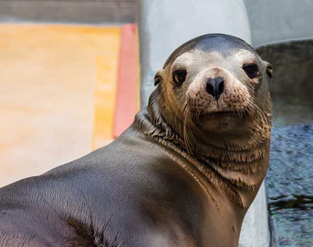 California sea lion Dangela