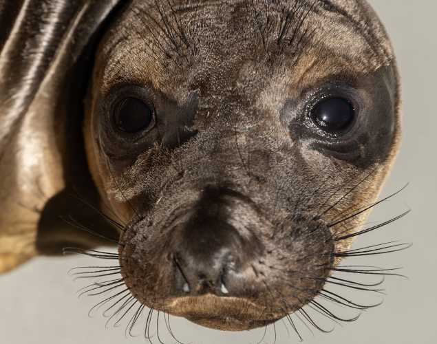 northern elephant seal Tripti